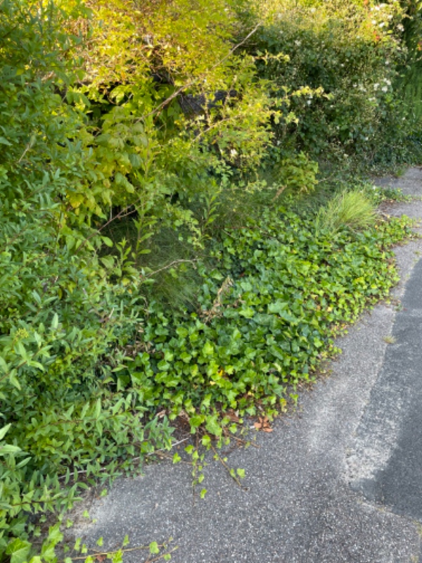 Hækklipning og mere