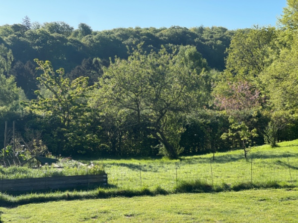Beskæring og bortkørsel af hæk
