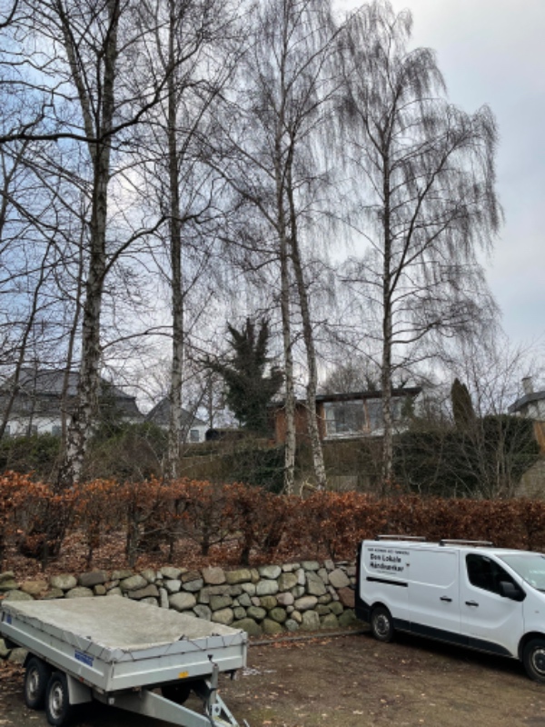 Fældning af 5 birketræer