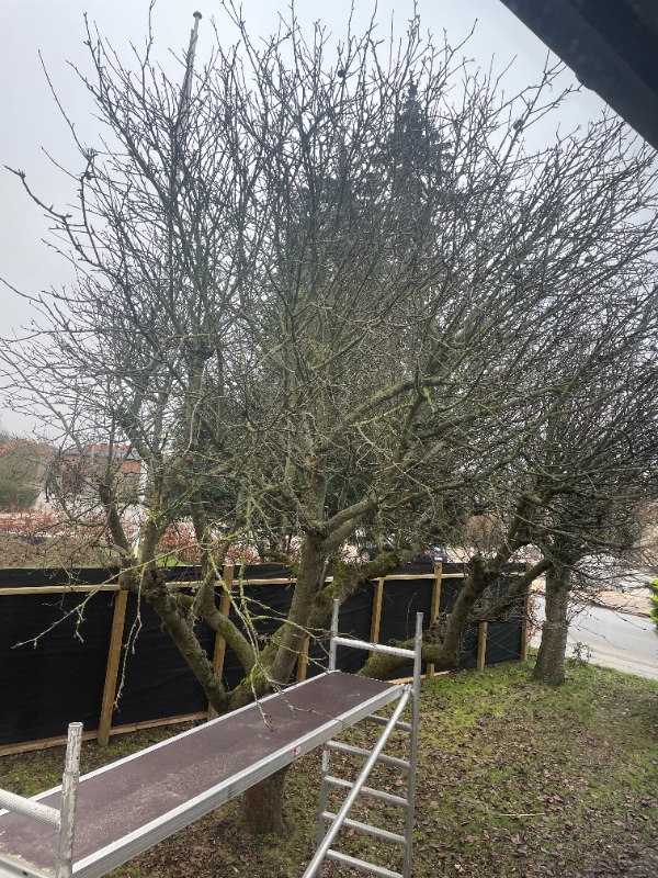 Beskæring af 3 stk æbletræere