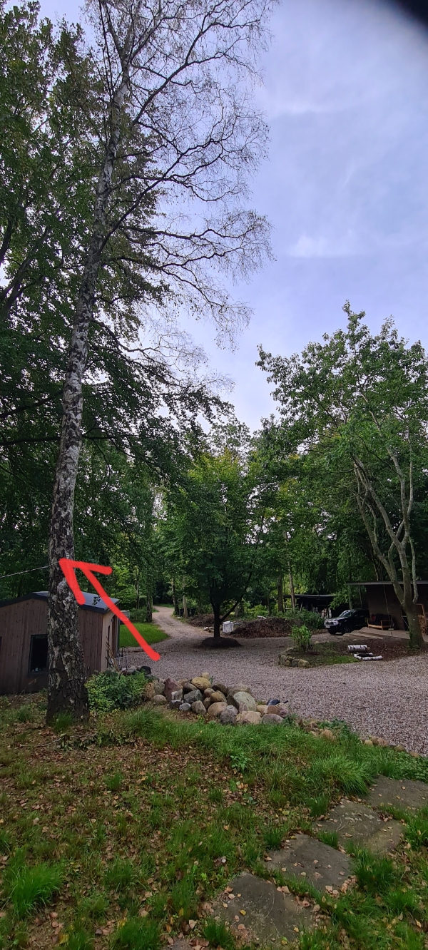 Fælde 2stk høje birkes og 1stk nåletræ 