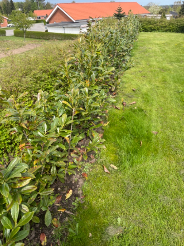 Fjernelse af ukrudt i laurbærhæk