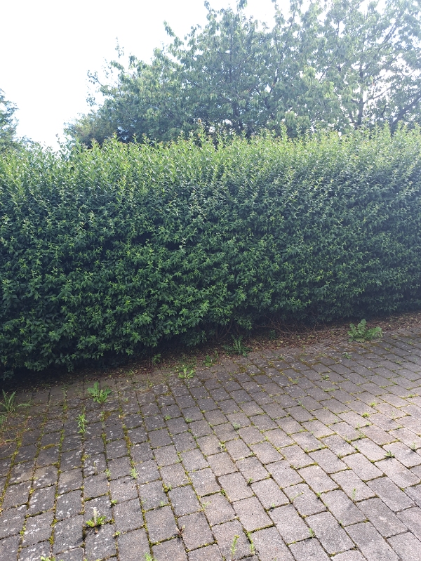 Hækklipning og bortskaffelse