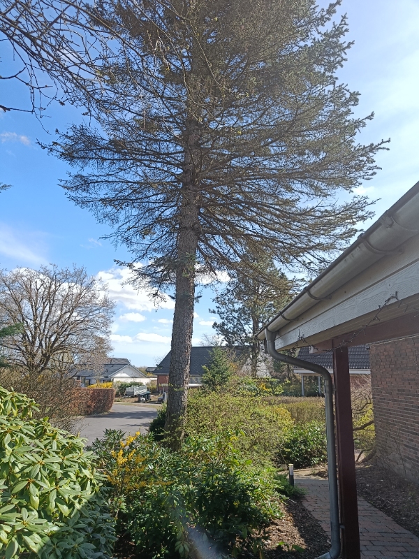 15 meter højt grantræ fældes-rodfræses og bortkøres.