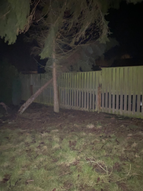 Fjerne mellemstort væltet fyrretræ