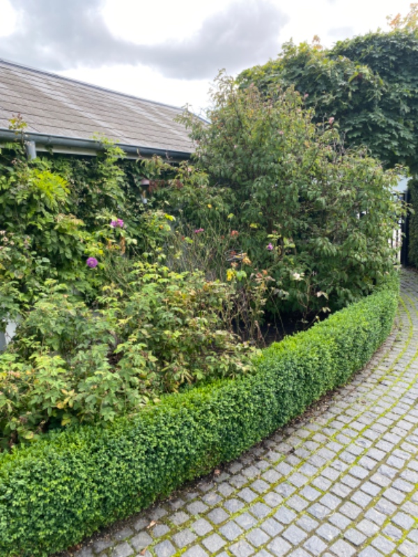 Lugning af 6 mindre bede samt klipning af roser