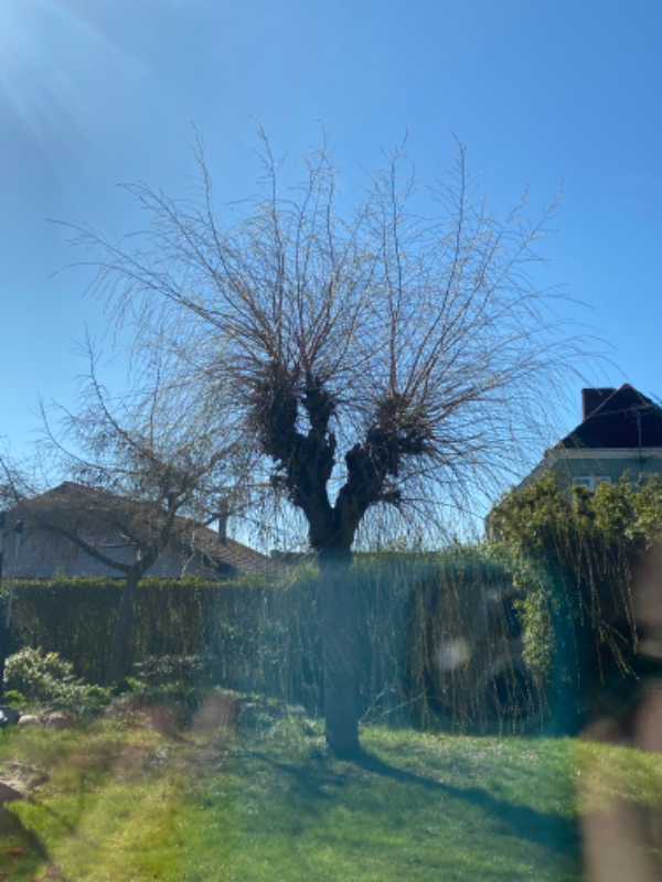 Nedskæring af grene på piletræ