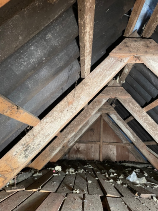 Fjernelse af skimmelsvamp på loft