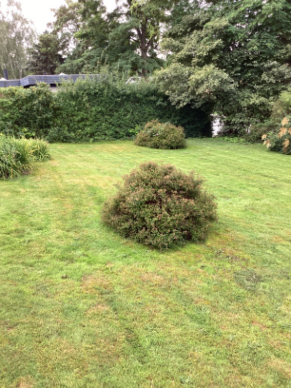 Beskåret bevoksning mod grøn rabat,  fjernet og bortkørt 3 forskellige buske,