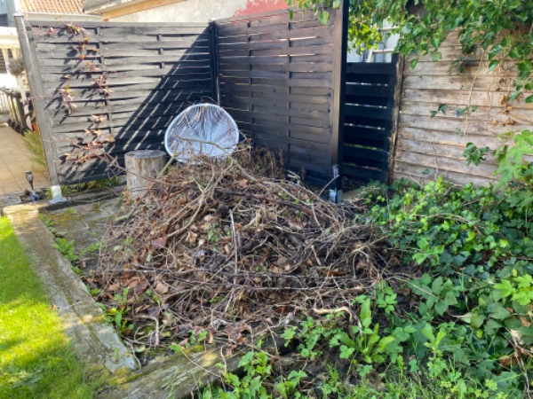 Fjernelse af stor vedbend