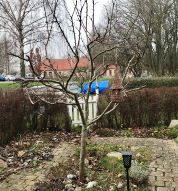 Beskæring af frugttræer