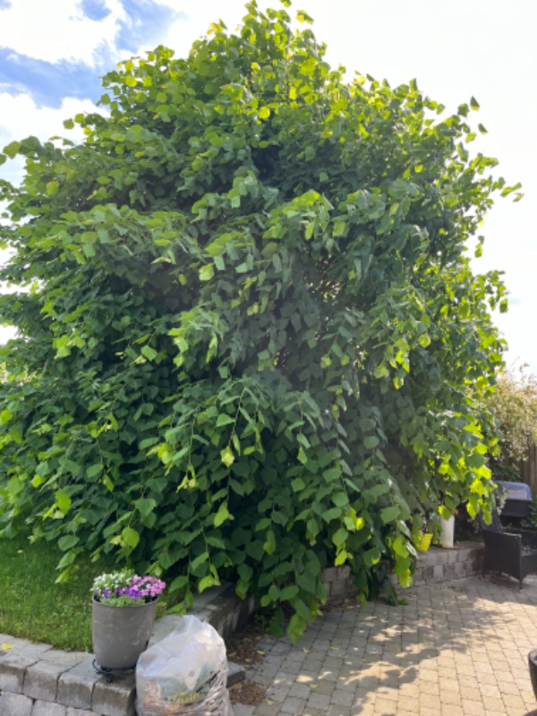 Hæk- og træbeskæring