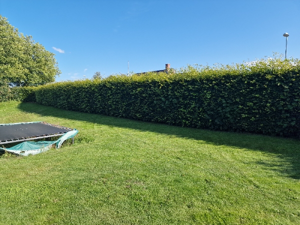 Hækklipning af 275 m bøgehæk på indvendig og udvendig side samt top. 180 cm høj