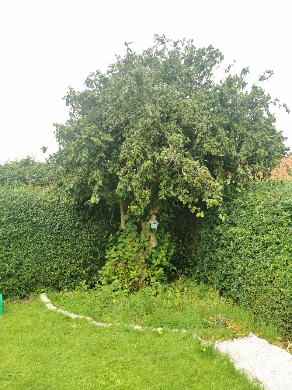 Beskæring af stor troldhassel