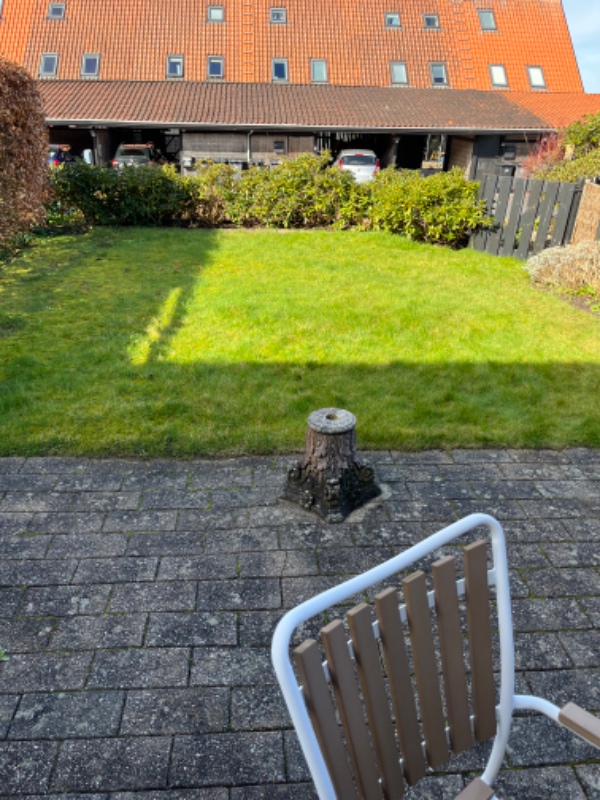 Græsplæne renovering - mosfjerning