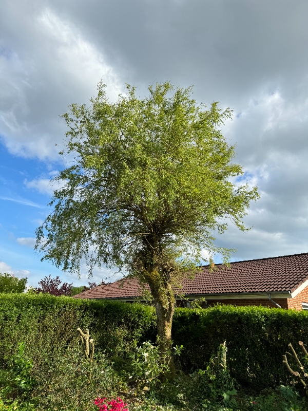 Fjernelse af pil og haveaffald