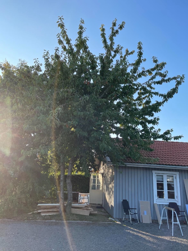 Fældning af 3 træer