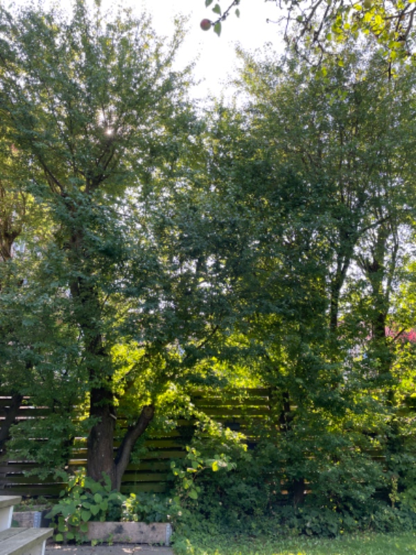 Beskæring af træer