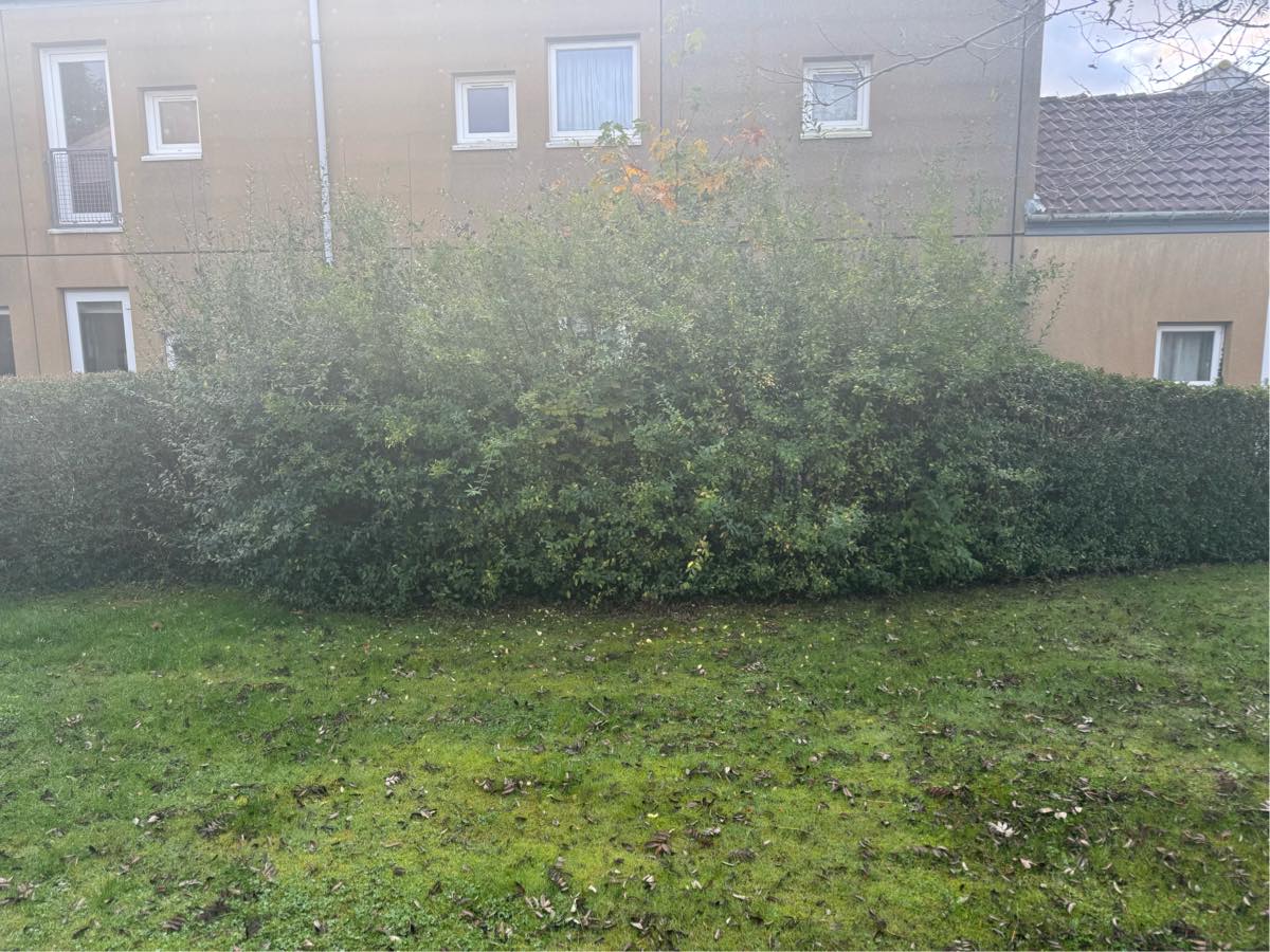 Klippet hæk, slået græs og fjerne ukrudt