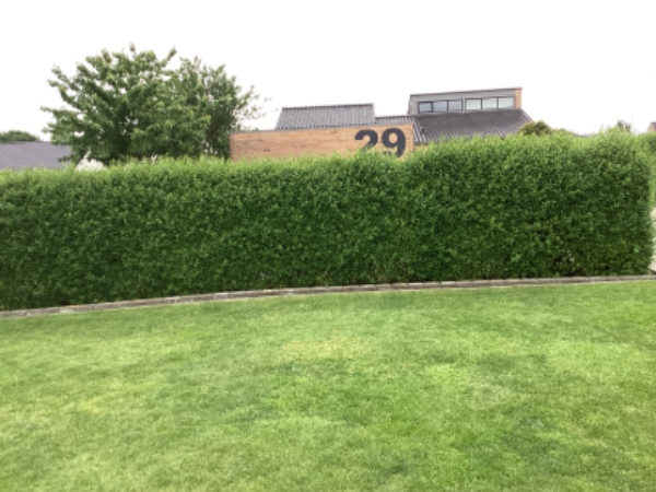 Hækklipning af ligusterhæk