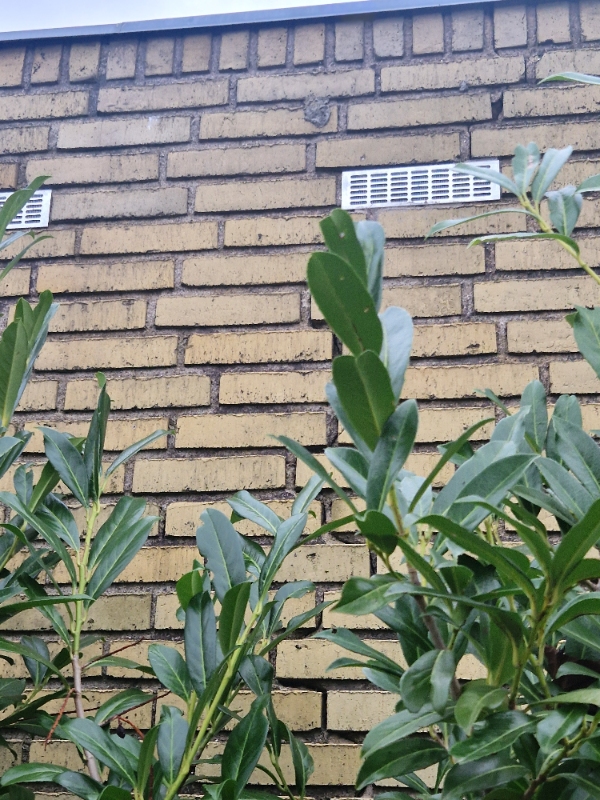 Udvendig mur skal fikses af murer