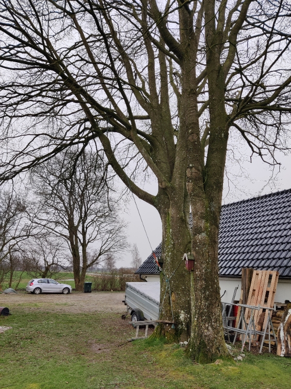 Fældning af 2 træer