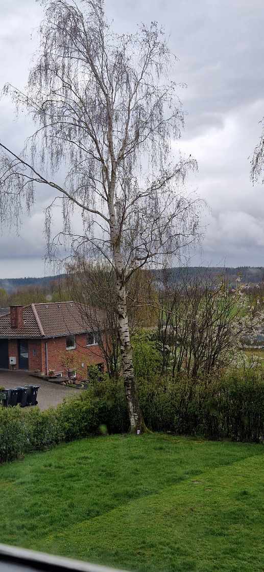 Skåret toppen af to birketræer