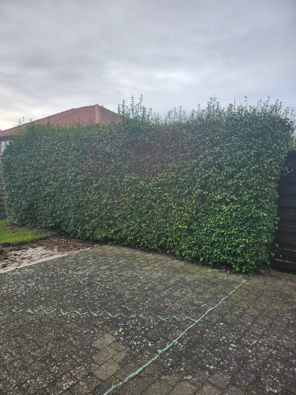 Hækklipning og formning