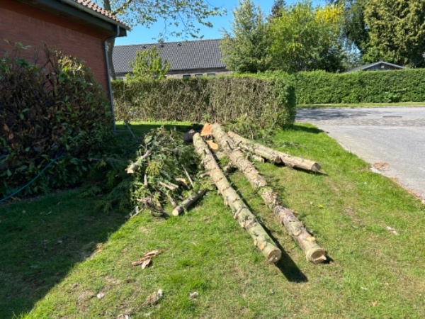 Bortskaffelse af fældet træ i Beder