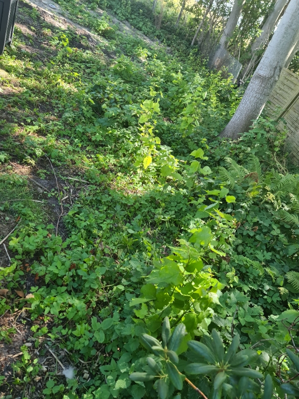 Ordnet udkrudt og slået græs