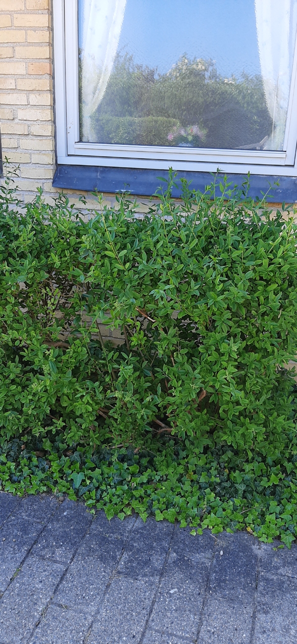 Klippet en hæk 4-5 meter ikke høj. Klippet noget bundplacering Ca 5 m