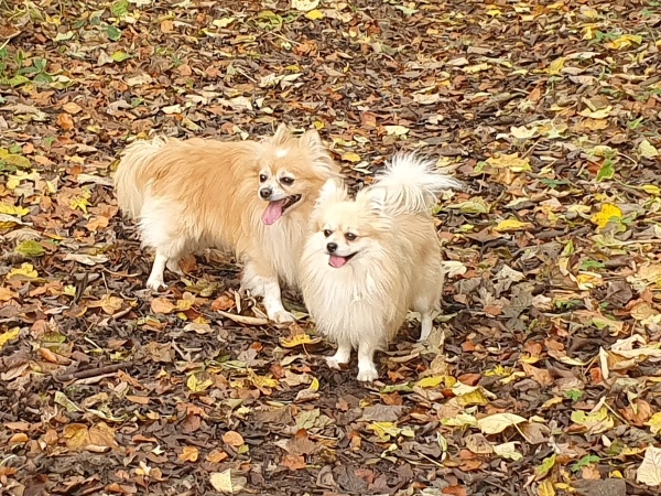 Hundeluftning 3 gange dagligt eller hundepasning