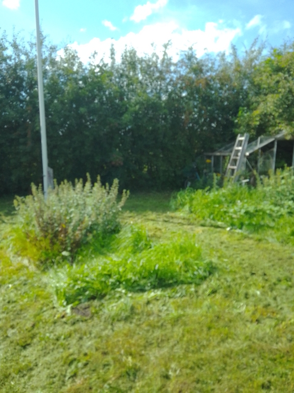 Klippet hække og beskåret træer