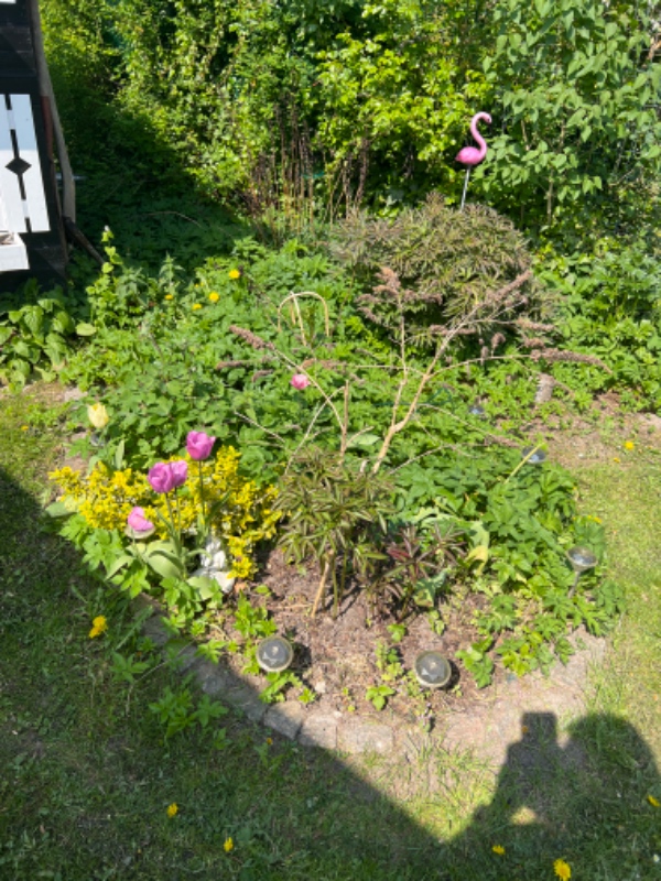 Forårs ukrudts rydning