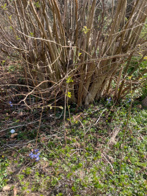 Fjernet 4 stubbe fra nødde træ