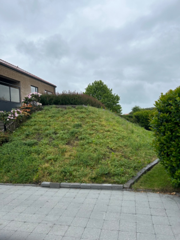 Lugning af vintergrønt på skrænt