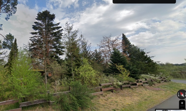 Træfældning og rodfræsning