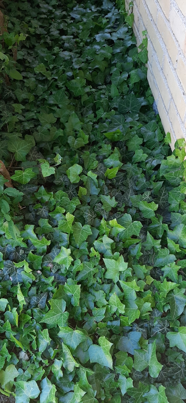 Klippet en hæk 4-5 meter ikke høj. Klippet noget bundplacering Ca 5 m