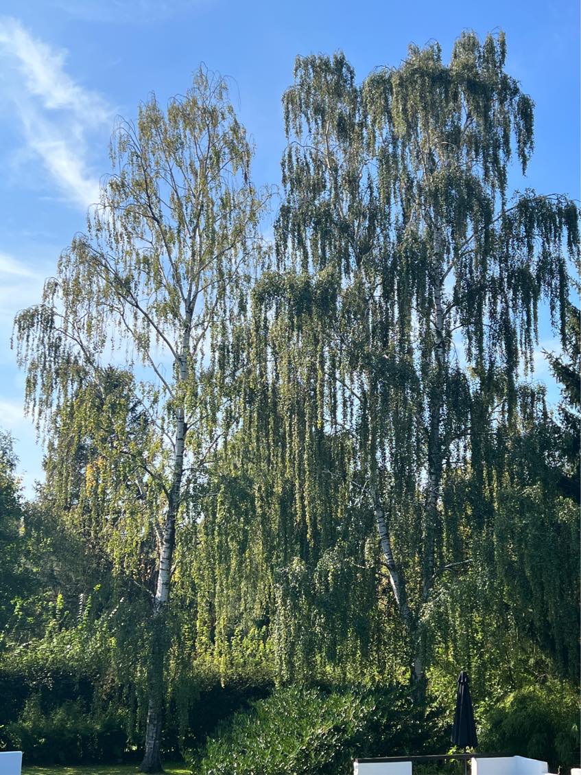 Fældning af 3 Birketræer