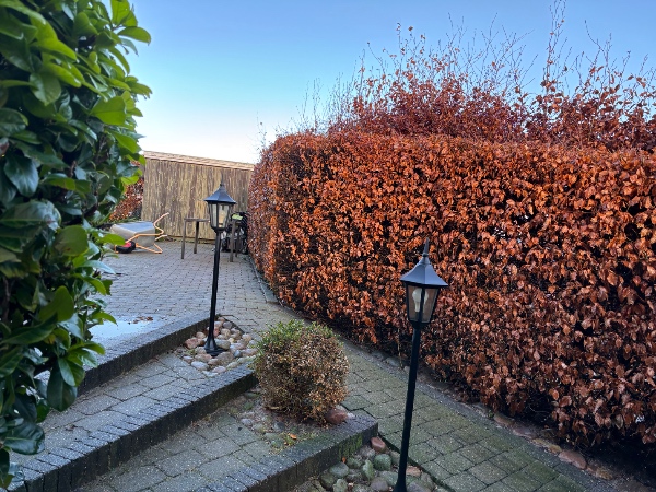 Beskæring af bøgehæk top og en side