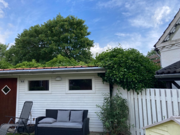 Nedklipning af efeu. Man skal op på skures tage for at klippe da det er groet op der.