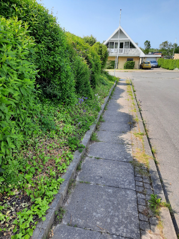 klipning af hæk + buske