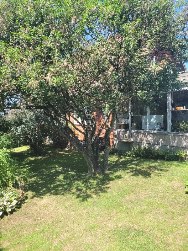 Beskæring og fældning af 2 benved træer 4,5 m høje