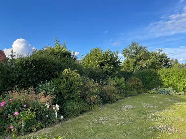 Klipning af ligusterhæk og ukrudt