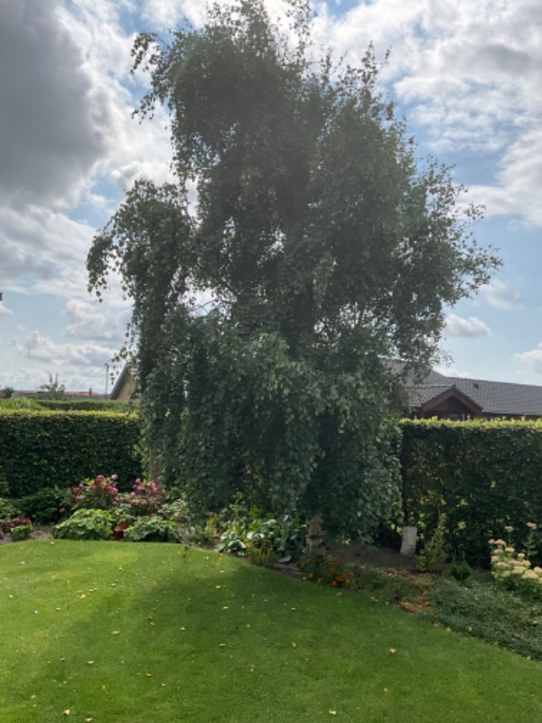 Beskæring af tre ældre æbletræer og et birketræ