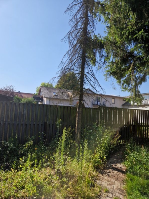 Fjernet et væltet træ og fælde 2 andre træer - de er alle 3 mellemstore