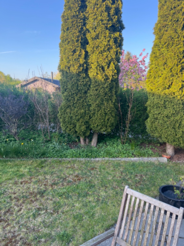 Fjernelse af ukrudt og barkflisning