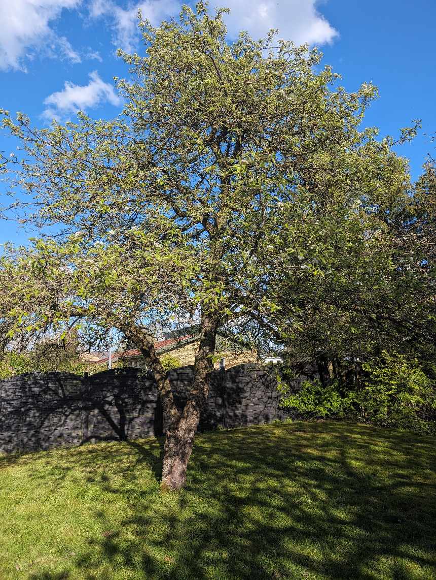 Fældning af træer samt fræsning af stubbe