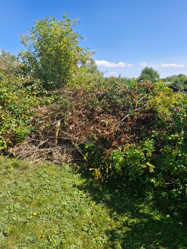 beskæring af buske, bortkørsel. installation af kanttråd og guidekabel til robotplæneklipper på sommerhusgrund på Bogø