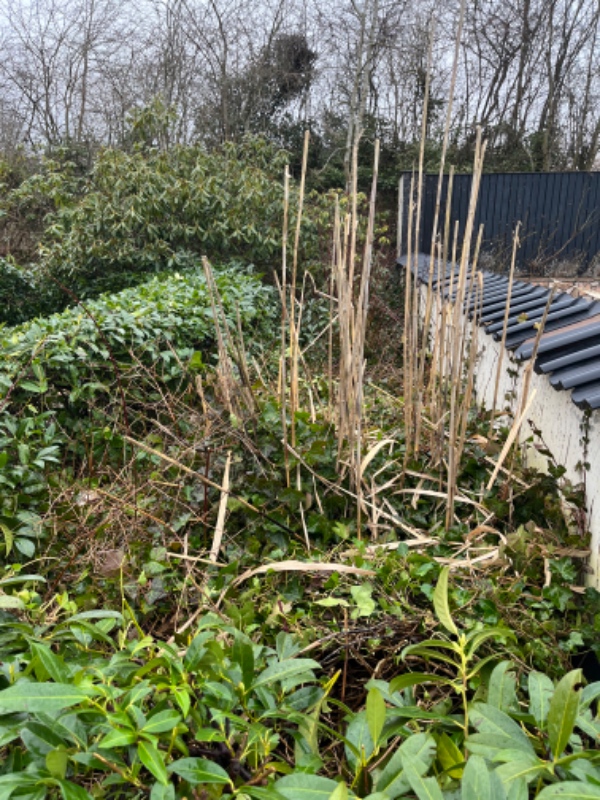 Fjernelse af Egeføj